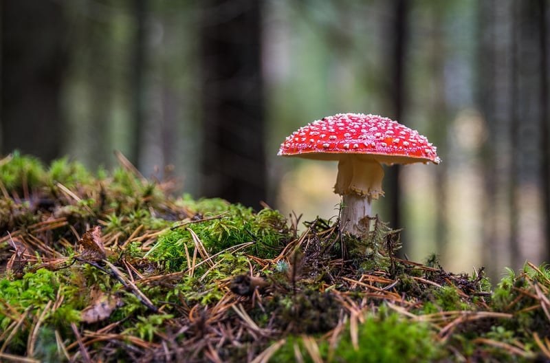 Mossy Forest Floor
