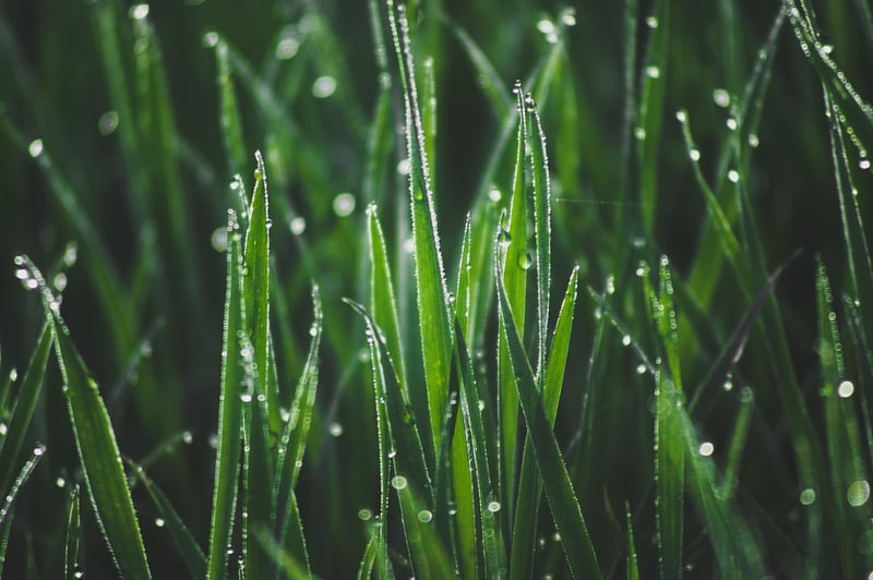 Mossy Meadow